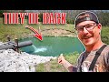 THOUSANDS OF FISH Got Pushed Into This TINY SPILLWAY!!! (One Year After Fish Kill)
