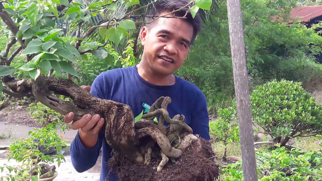 UNPOTTING 2 !!! CARA  PINDAH POT BOUGENVILLE BONSAI NO STRESS