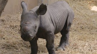 Rhino Calf Born at Blank Park Zoo