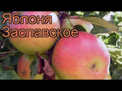 Сорт Яблок Заславское Фото И Описание Сорта