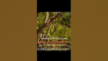 وهیچ کس نمی میرد مگر. به اذن خداوند(ج)❤️سوره مبارک(ال عمران) آیه 145 سبحان الله