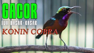 TUNE UP LAGU KASAR - KASAR !! KONIN COBRA !! KONIN GACOR FULL ISIAN KASAR-KASAR COCOK UNTUK MASTERAN