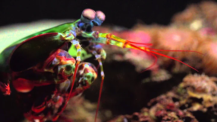 Peacock Mantis Shrimp are Radiant - DayDayNews