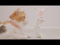 【Cat Slow Motion - Frozen Cute Moments】- Lucky Pawison