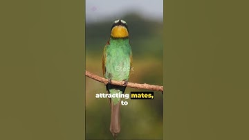 The Secret Language of Birds: Birdsong #interestingfacts #amazingfacts #history #birds #language