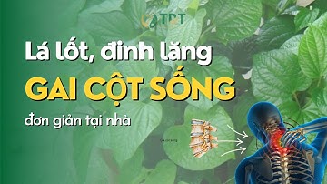 Chữa gai cột sống chỉ bằng lá lốt và lá đinh lăng  - Thuốc Dân Tộc