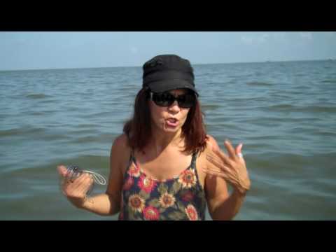 All Eyes on the Gulf Expedition Day 2: Fisherman talk about Seaweed