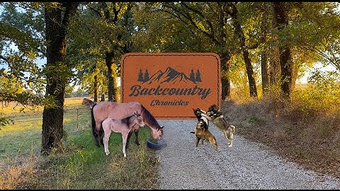 an introduction to the LAND & ANIMALS THAT RESIDE THERE!! #bcc #ranch