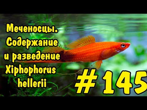 #145 МЕЧЕНОСЦЫ. СОДЕРЖАНИЕ И РАЗВЕДЕНИЕ. Xiphophorus hellerii