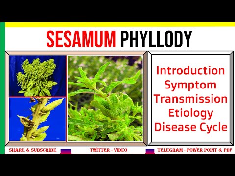 Video: Nemoci sezamu: Léčba nemocných sezamových rostlin v zahradě