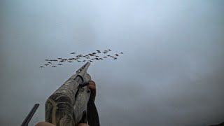 ОХОТА НА ГУСЕЙ 2023. ВЫЕЗД 2. Goose Hunting. Осенняя охота. #hunt