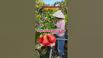 mận hồng mst lỡ nhanh trái kinh tế #caygiong #manhongmst #cayantrai #caygiongchatluong #caykinhte