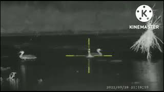 berburu belibis aktif malam