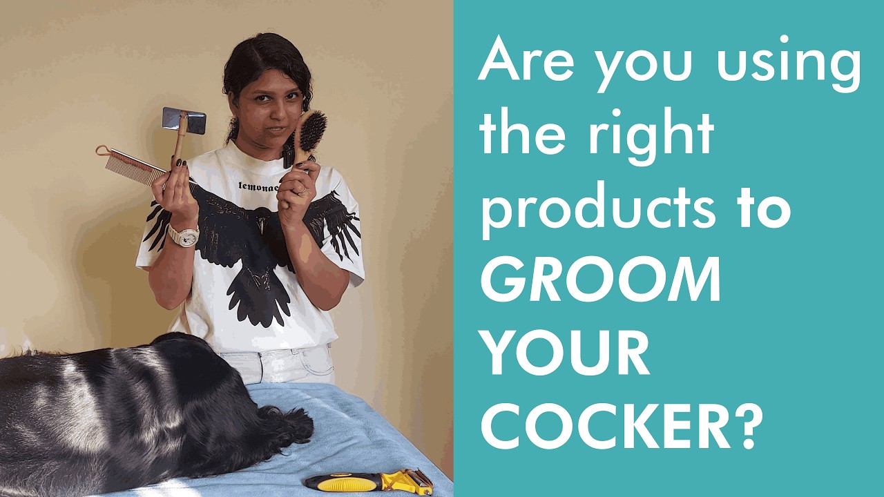 Top 5 Recommended Products to Groom your Cocker Spaniel at Home