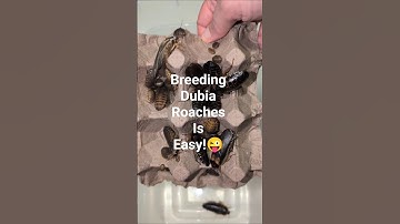Hoe kweek je een succesvolle kolonie Dubia-kakkerlakken? #reptielen #kakkerlak #hagedis #baardbek...