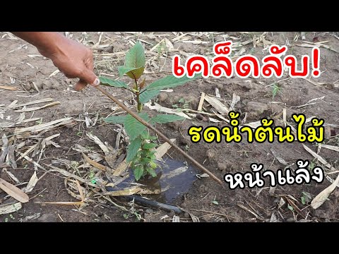 วีดีโอ: คำแนะนำในการรดน้ำต้นไม้ใหม่ - วิธีรดน้ำต้นไม้ในสวนใหม่
