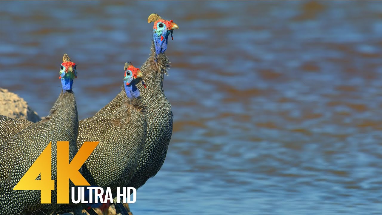 4K Amazing African Birds - African Wildlife Video with Birds Sounds - 2 HRS