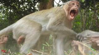 Top Street Monkeys Meeting Videos 2018 - Funny Monkey Compilation Videos