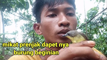 Mikat burung prenjak merah salah target‼️[] bird trap