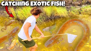 I Found EXOTIC FISH In The EVERGLADES For My AQUARIUMS
