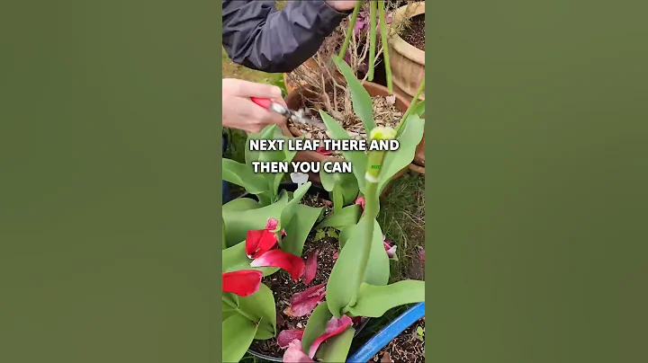 Do This When Tulips Drop Their Petals - 😉 #Shorts - DayDayNews