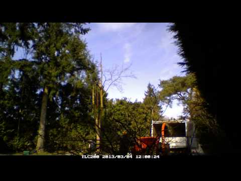 Dismantling a Norway Maple in Little Chalfont