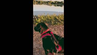 Cute Boxer Dog Video BiG LakeBreak #doglover #boxerdogvideos #puppy #dogs #dogshortsvideo