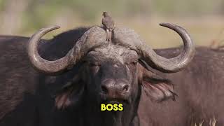 10 Amazing Facts About Buffalo