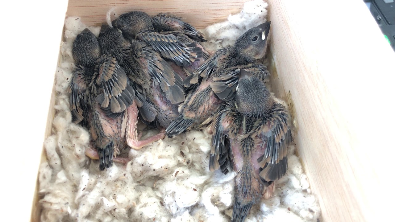 Java finch babies 2018 - Day 19 - YouTube
