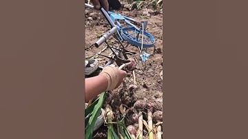 Wild onion roots cutting process #machine #goodtools #shorts