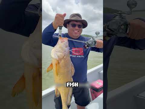 Why Fish Maw Is Called The Ocean Gold