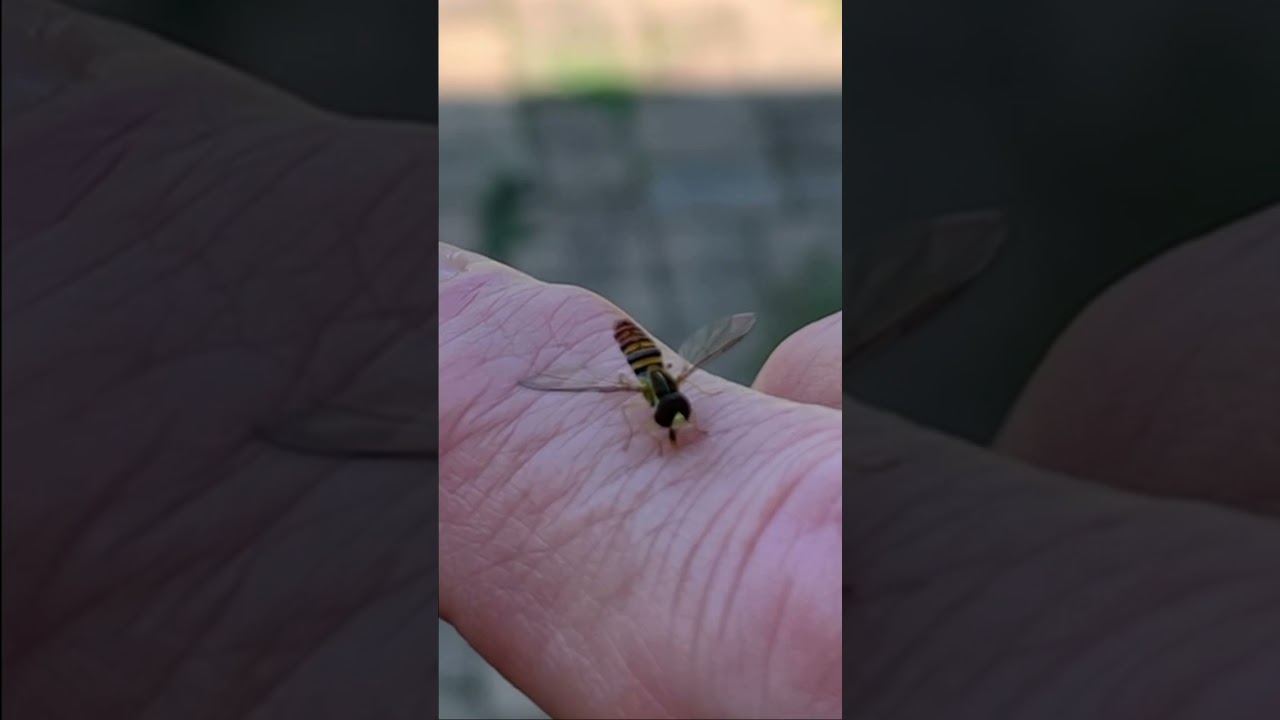 The Dancing Sweat Bee 