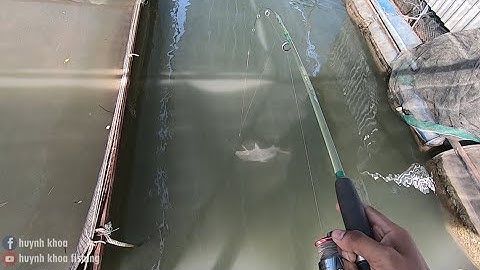 CÂU CÁ SÔNG GẶP PHẢI CÁ CHÉP XANH CHÀ BÁ !