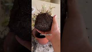 Mi Calathea NO se puso fea por el agua del grifo #plantas #junglaurbana