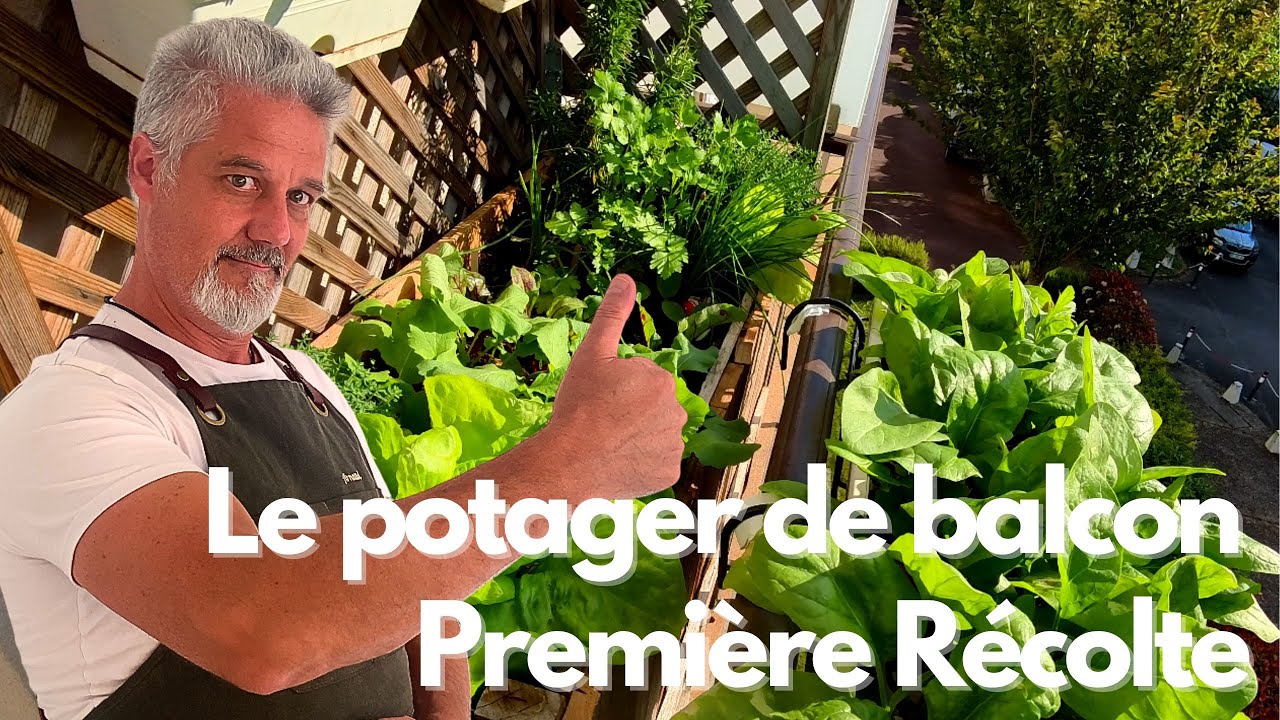 Le Potager de Balcon Première Récolte