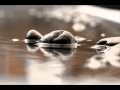 Capture de la vidéo Ed Starink  Pebbles In The Pond