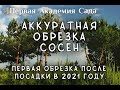 Обрезка сосен когда обрезать свечки уже поздно.