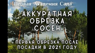 Обрезка сосен когда обрезать свечки уже поздно.