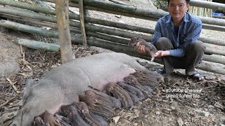 ฝูงหมูป่าตัวใหม่เกิดขึ้น  โรเบิร์ต |  ชีวิตป่าไม้สีเขียว