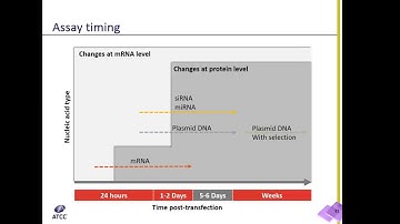 Designing a transfection experiment