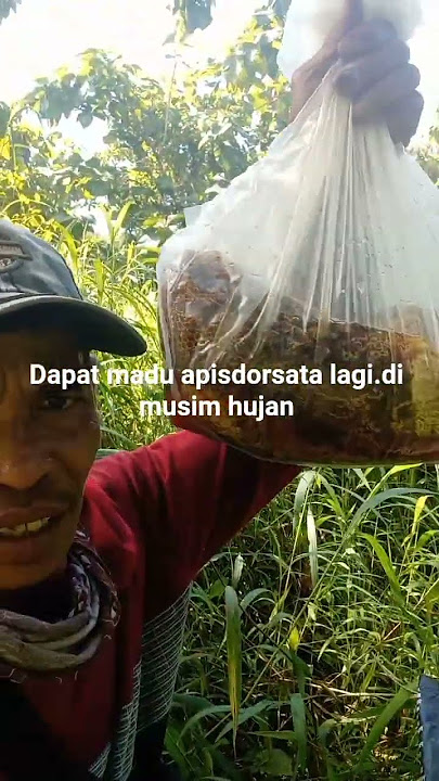 #Shorts#rezeki#dimusim#hujan#dapat#madu#apisdorsata#dilereng#curemai#klbabakan#kcsumber#kbcirebon*