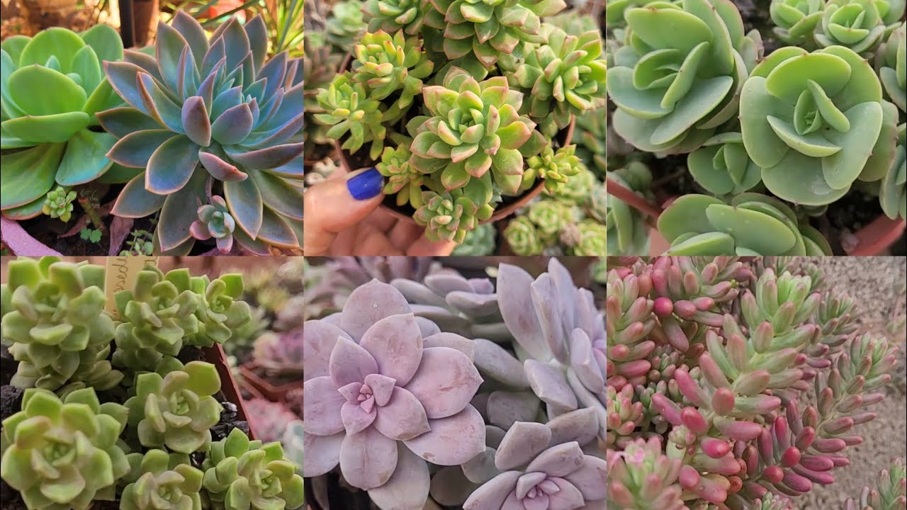 SUCULENTAS SEM FRESCURA PARA VOCÊ  TER NA SUA COLEÇÃO