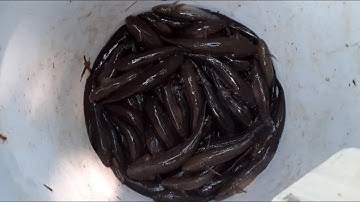 ( P.15 ) Câu cá bóng dừa Bến Tre giật mõi tay. Coconut Ball Fishing. Part 15