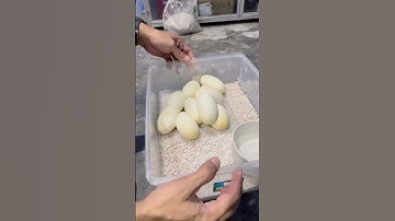 The Perfect Incubation Setup for ball python’s eggs.. 🐍🥚 #reptiles #snake #ballpython