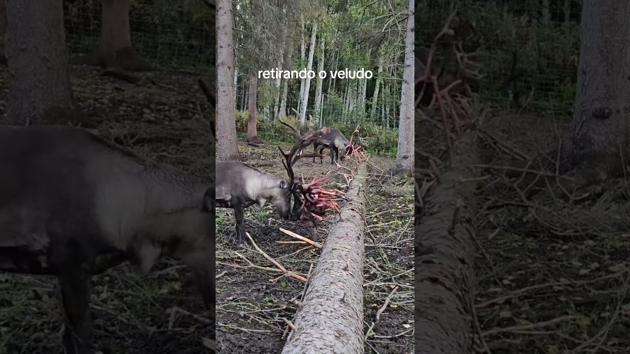 O veludo faz o chifre crescer depois cai. Aí o chifre cai e todo ano começa tudo denovo