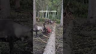 O Veludo Faz O Chifre Crescer Depois Cai. Aí O Chifre Cai E Todo Ano Começa Tudo Denovo