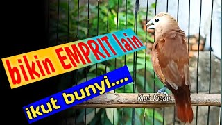 pancingan burung emprit kaji gacor isian kenari