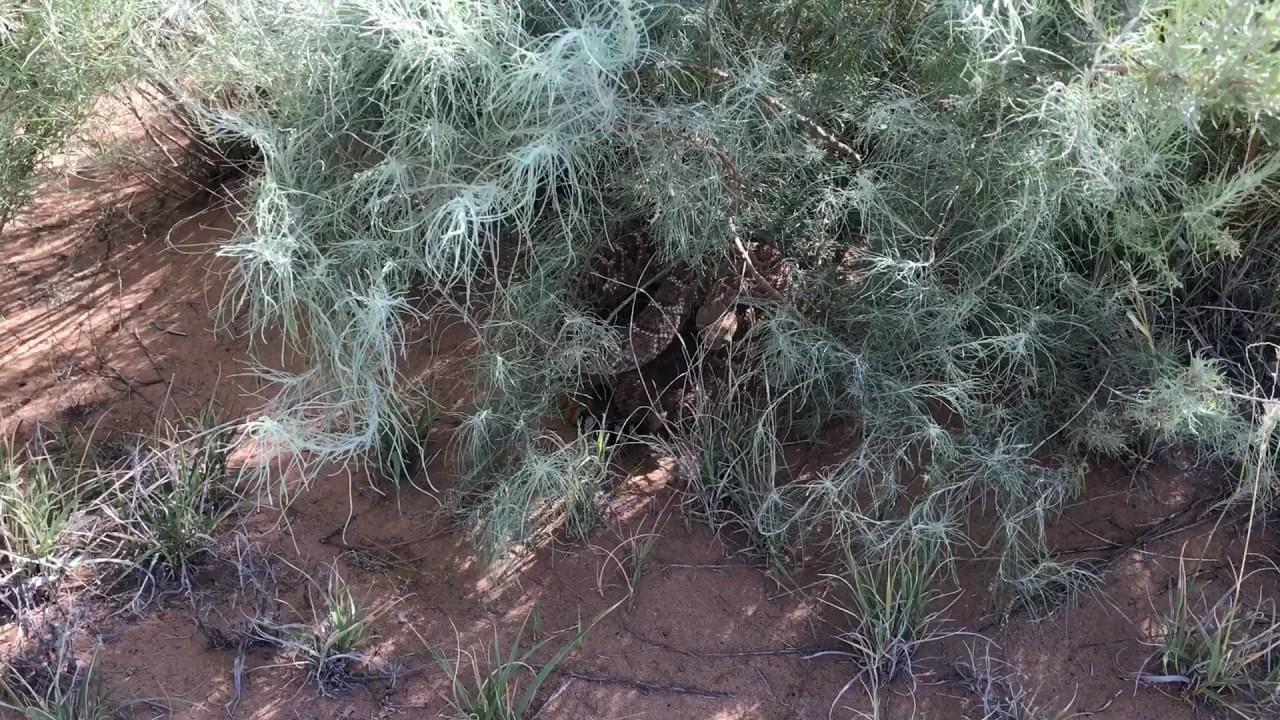 camera iphone 8 plus apk CAUTION: snakes are out looking for rodents