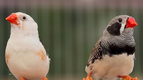 8 Hours of Zebra Finches | Zebra Finch Sounds | Aviary Birds