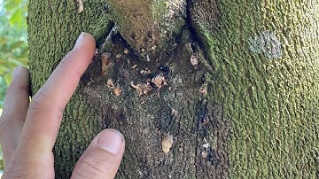 Cách phòng và xử lý mọt đục cành, đục thân trên cây sầu riêng.